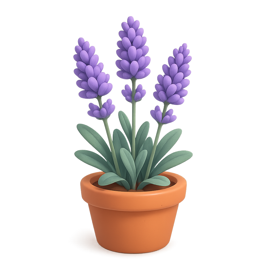 Lavender growth stage 6 of 6