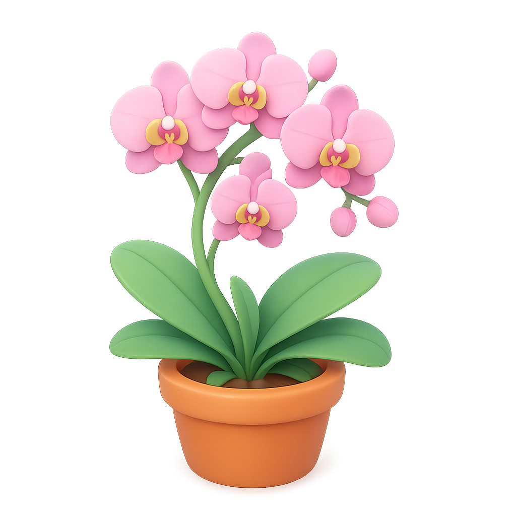Orchid plant in a terracotta pot